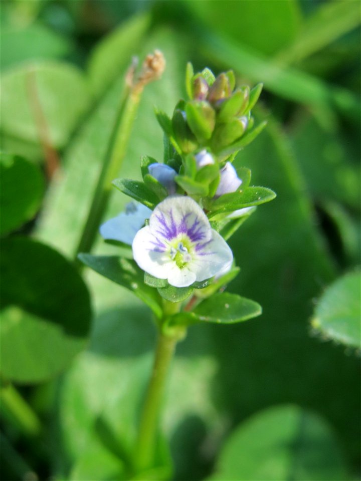 Quendel-Ehrenpreis (Veronica serpyllifolia) im Landschaftsschutzgebiet „Tabakmühlental - Oberster Weiher“ im Almet in Sankt Arnual