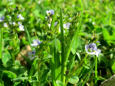 Quendel-Ehrenpreis (Veronica serpyllifolia) in Hockenheim