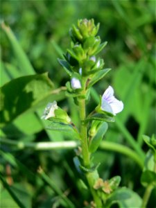 Quendel-Ehrenpreis (Veronica serpyllifolia) im Landschaftsschutzgebiet „Tabakmühlental - Oberster Weiher“ im Almet in Sankt Arnual