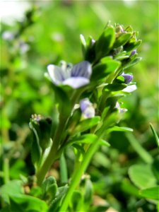 Quendel-Ehrenpreis (Veronica serpyllifolia) in Hockenheim