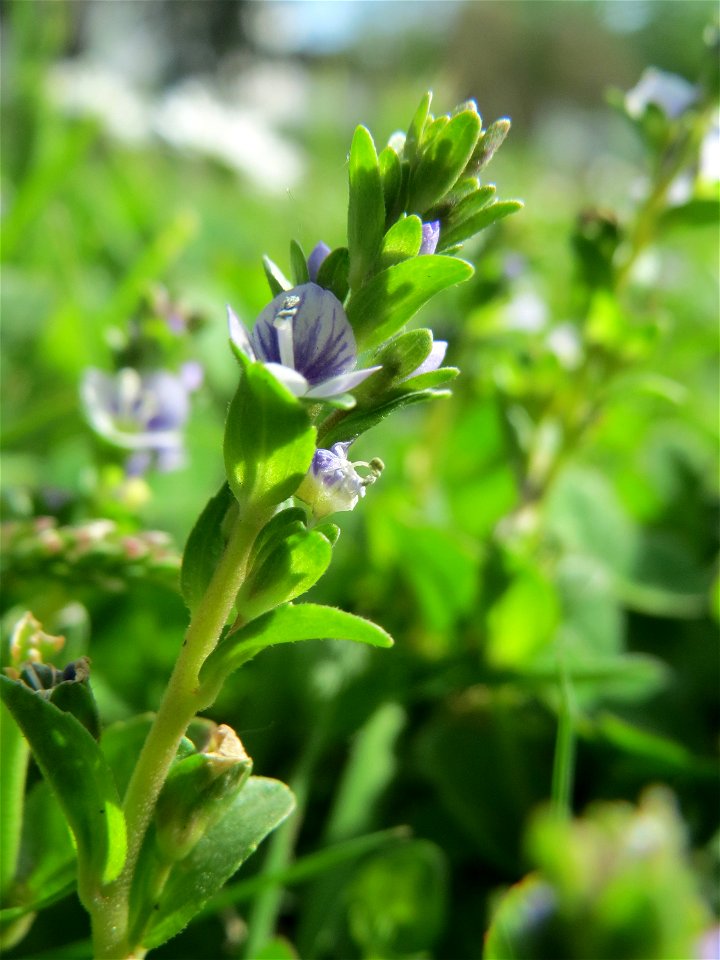 Quendel-Ehrenpreis (Veronica serpyllifolia) in Hockenheim