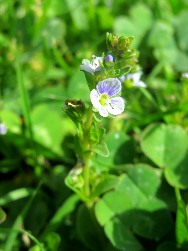 Quendel-Ehrenpreis (Veronica serpyllifolia) in Hockenheim