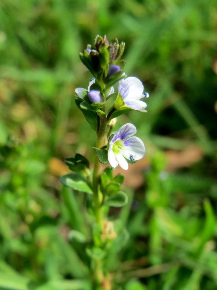 Quendel-Ehrenpreis (Veronica serpyllifolia) in Hockenheim