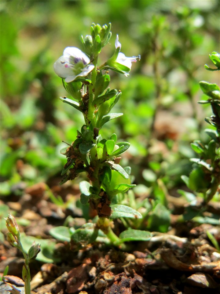 Quendel-Ehrenpreis (Veronica serpyllifolia) am Friedhof St. Johann in Saarbrücken