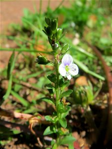 Quendel-Ehrenpreis (Veronica serpyllifolia) am Friedhof St. Johann in Saarbrücken