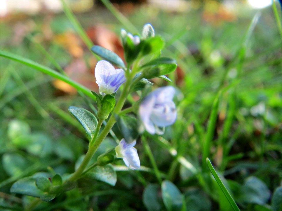 Quendel-Ehrenpreis (Veronica serpyllifolia) in Hockenheim