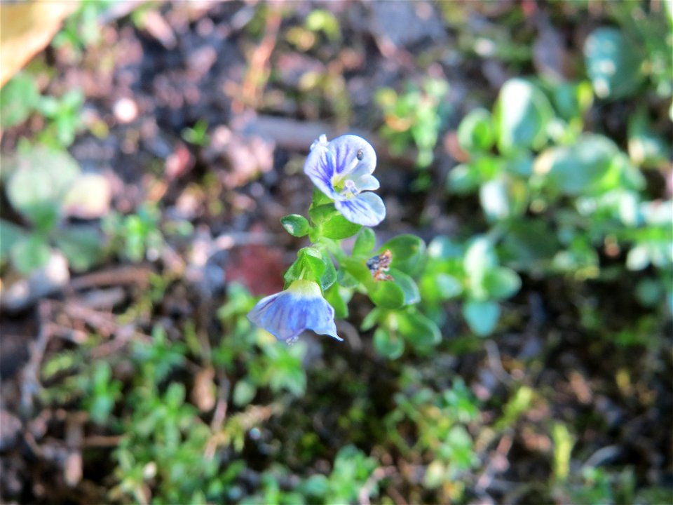 Quendel-Ehrenpreis (Veronica serpyllifolia) in Hockenheim