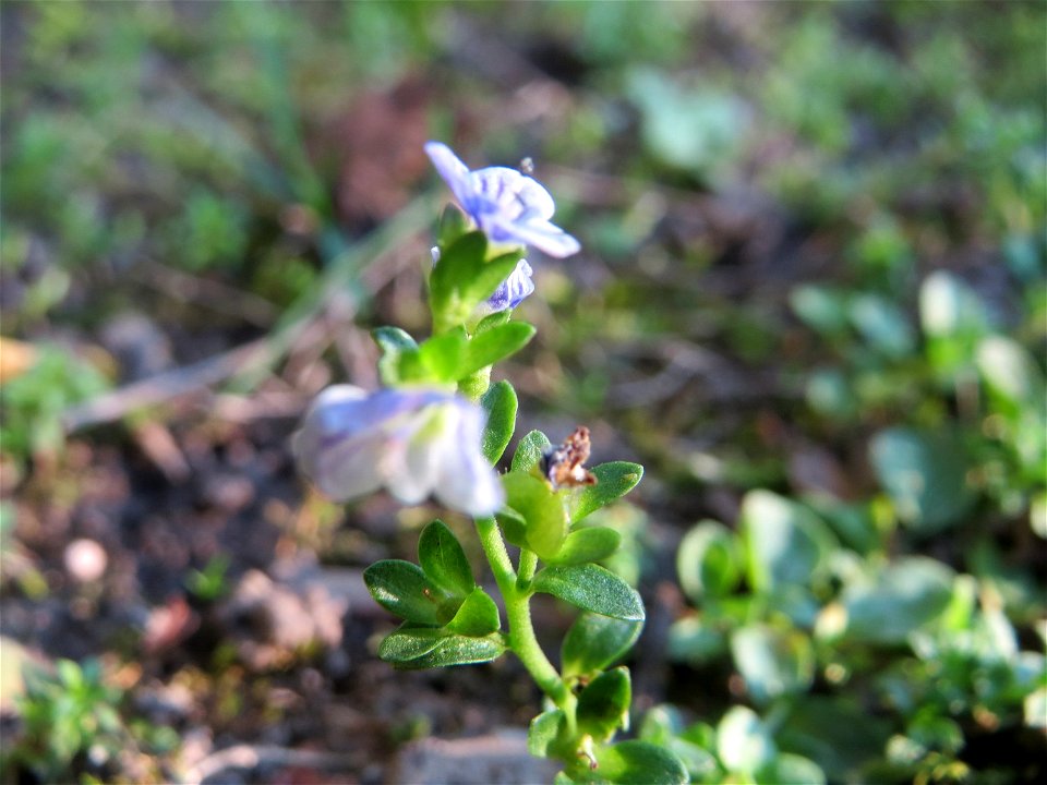 Quendel-Ehrenpreis (Veronica serpyllifolia) in Hockenheim
