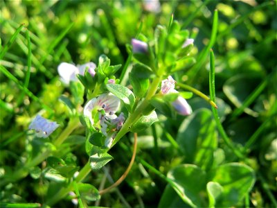 Quendel-Ehrenpreis (Veronica serpyllifolia) in Hockenheim