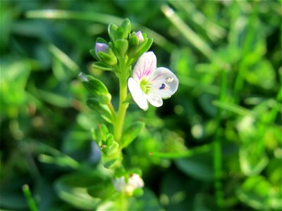 Quendel-Ehrenpreis (Veronica serpyllifolia) in Hockenheim
