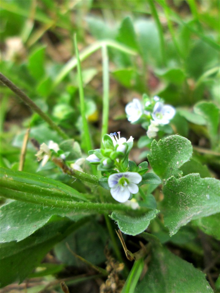 Quendel-Ehrenpreis (Veronica serpyllifolia) am Staden in Saarbrücken