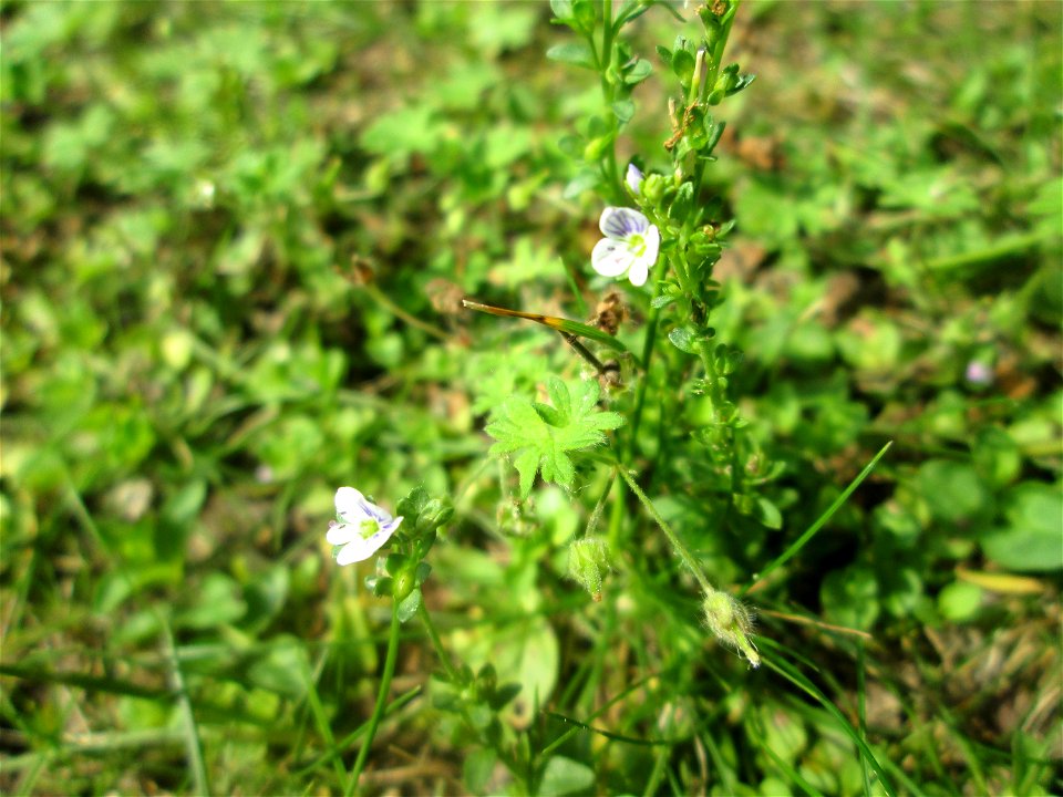 Quendel-Ehrenpreis (Veronica serpyllifolia) in Hockenheim