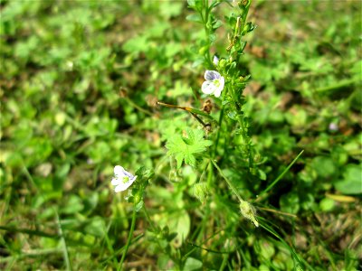 Quendel-Ehrenpreis (Veronica serpyllifolia) in Hockenheim