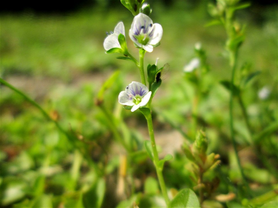 Quendel-Ehrenpreis (Veronica serpyllifolia) in Hockenheim