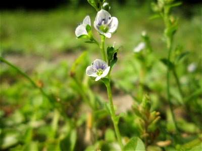 Quendel-Ehrenpreis (Veronica serpyllifolia) in Hockenheim