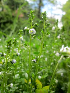 Quendel-Ehrenpreis (Veronica serpyllifolia) in der ehem. Bismarckanlage in Sankt Arnual