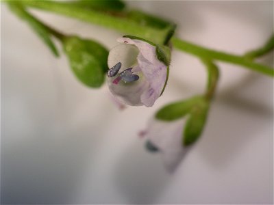Flower of Veronica serpyllifolia