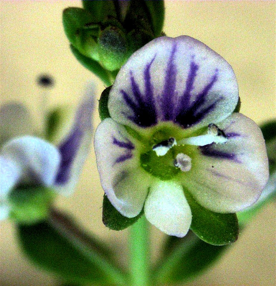 Veronica serpyllifolia, size of flower about 5 mm