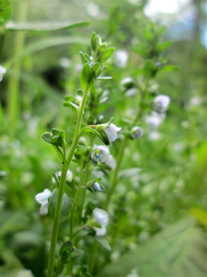 Quendel-Ehrenpreis (Veronica serpyllifolia) in der ehem. Bismarckanlage in Sankt Arnual
