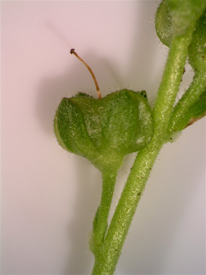 Fruit of Veronica serpyllifolia