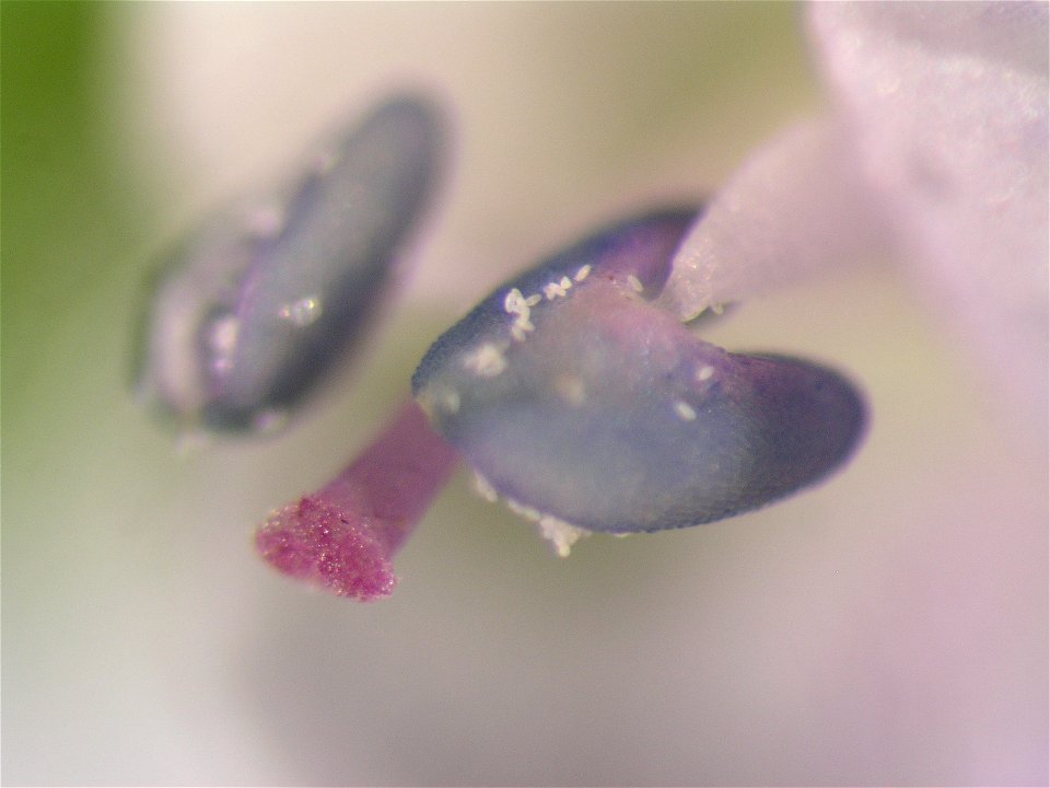 stamina and style of Veronica serpyllifolia