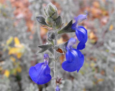 Salvia chamaedryoides in the Mediterranean Garden at San Diego State University, California, USA.