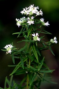 Self made picture of Pycnanthemum virginianum