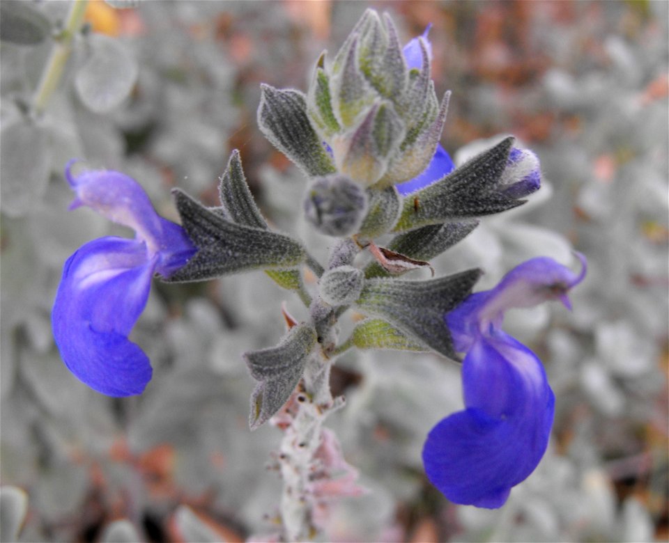 Salvia chamaedryoides in the Mediterranean Garden at San Diego State University, California, USA.