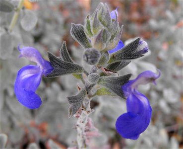 Salvia chamaedryoides in the Mediterranean Garden at San Diego State University, California, USA. photo