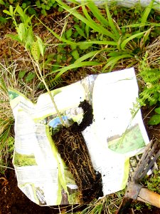 Picconia azorica (muda)