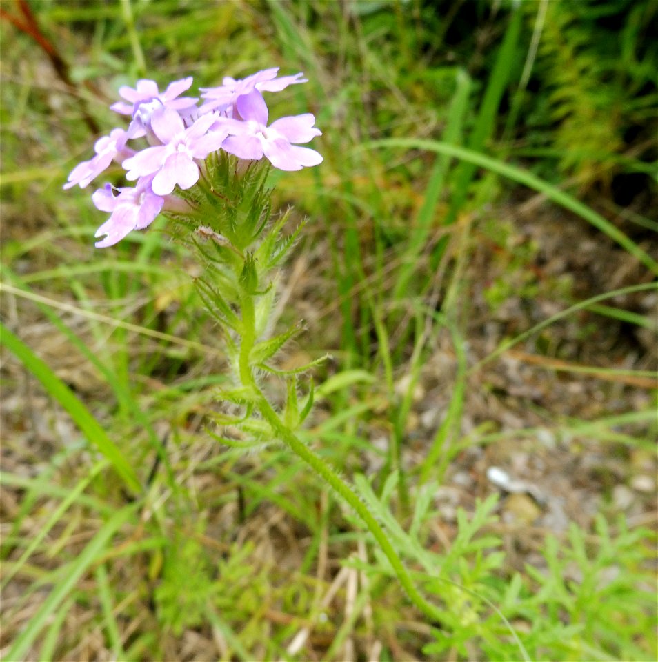 Glandularia bipinnatifida, dry rocky prairie on Bell Branch Road, Ellis County, Texas.