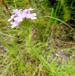 Glandularia bipinnatifida, dry rocky prairie on Bell Branch Road, Ellis County, Texas. photo