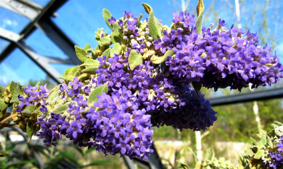 Photo of Buddleja salviifolia,blue form, taken at the Longstock Park Nursery, England.