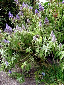 Buddleja salviifolia photographed at Durham University Botanic Garden on 3 June 2009.