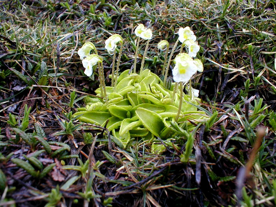 Pinguicula alpina Taken in natural habitat in Slovenia near Triglav