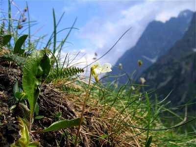 - taken in Tatra Mountains, slovakia near "Chata pri Zelenom plese"