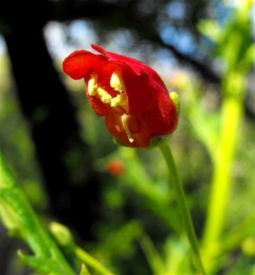 — California figwort, California bee plant.  
At the Blue Sky Ecological Reserve in the Laguna Mountains, Poway, California.