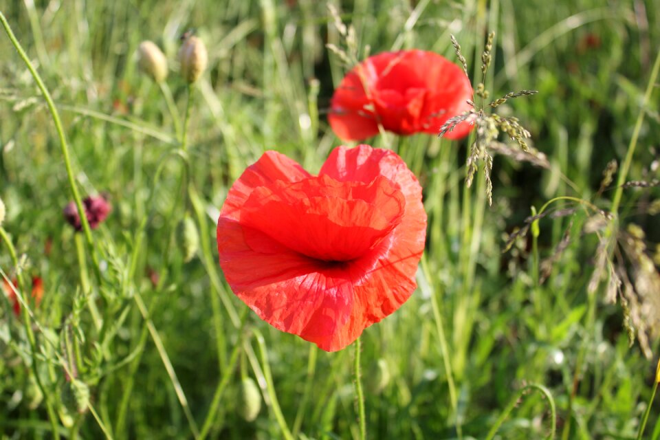 Summer field bloom