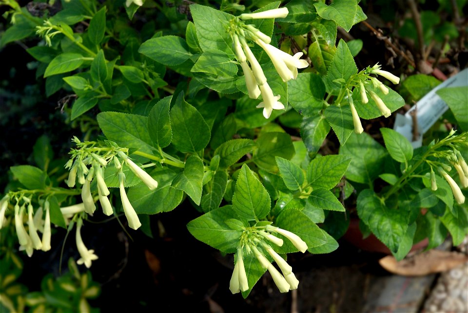 Yellow Cape fuchsia