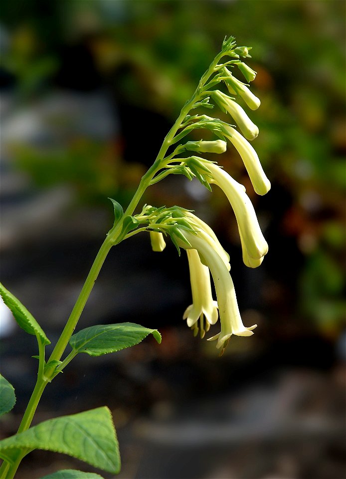 Yellow Cape fuchsia