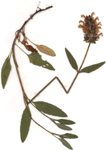 Prunella grandiflora, weiß, eigener Herbarbeleg