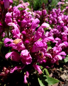 Prunella grandiflora 'Loveliness Pink' in the UC Botanical Garden, Berkeley, California, USA. Identified by sign.