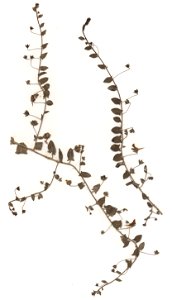 Kickxia elatine, eigener Herbarbeleg von 1986, Unterfranken