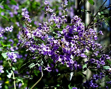 Detail of Balm Mint Bush (Prostanthera melissifolia)
