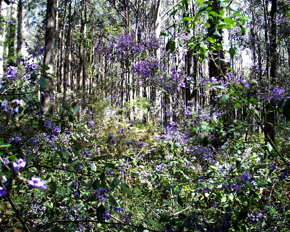 Vista of Prostanthera melissifolia understory at Mt Dissapointment VIC AU (Board Road)