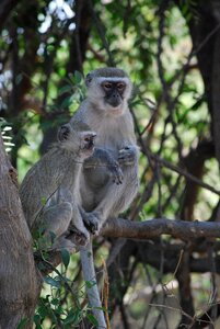 Monkeys africa botswana