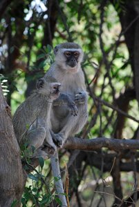 Monkeys africa botswana photo