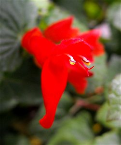 Salvia regla on display at the San Diego County Fair, California, USA. Identified by exhibitor's sign.