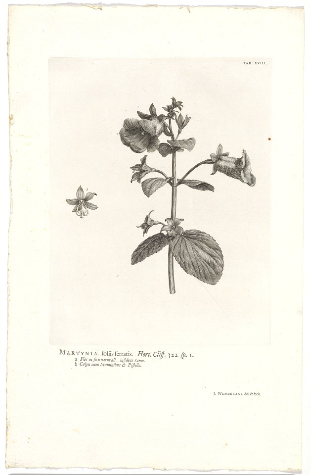 IdentificatieTitel(s): Gloxinia perennisMartynia. foliis serratis. Hort. Cliff. 322 sp. 1 (titel op object)Objecttype: prent boekillustratie Objectnummer: RP-P-OB-61.487Catalogusreferentie: Wurzbach 7