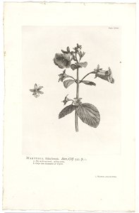 IdentificatieTitel(s): Gloxinia perennisMartynia. foliis serratis. Hort. Cliff. 322 sp. 1 (titel op object)Objecttype: prent boekillustratie Objectnummer: RP-P-OB-61.487Catalogusreferentie: Wurzbach 7